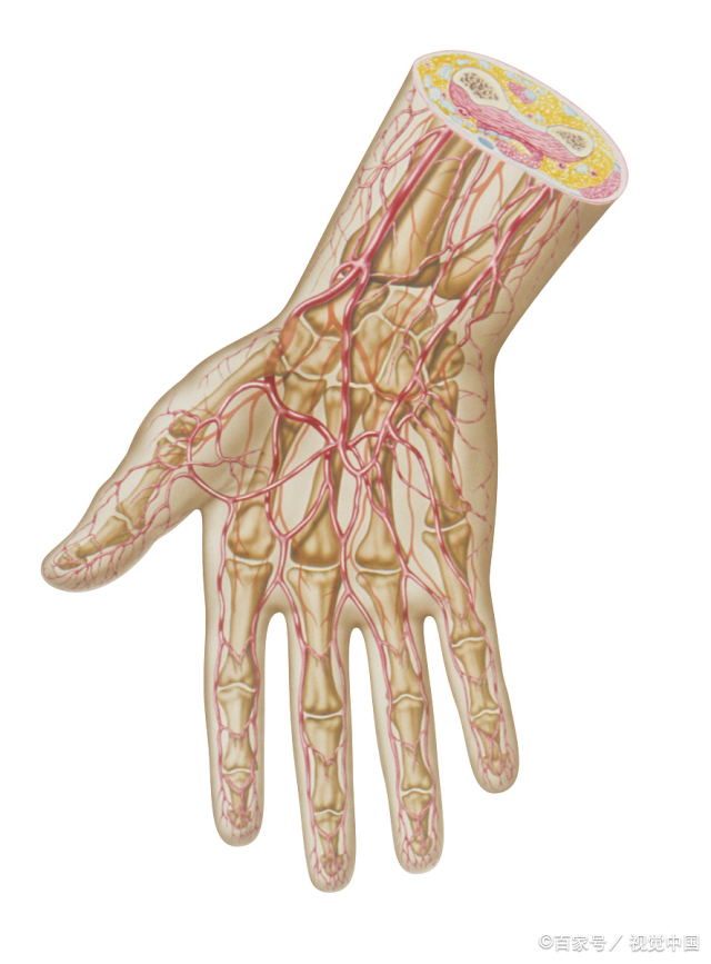 《看看血管外科解剖图吧》上肢血管之手部动脉
